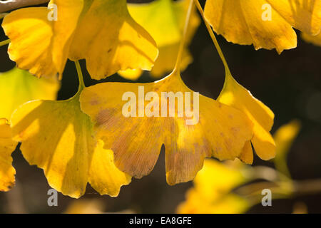 Einzigartige hellgelb Blätter des Ginkgo-Biloba-Baum im Herbstlook wie Herde der Landung Schmetterlinge paarweise im Herbst Stockfoto