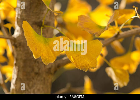 Einzigartige hellgelb Blätter des Ginkgo-Biloba-Baum im Herbstlook wie Herde der Landung Schmetterlinge paarweise im Herbst Stockfoto