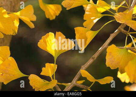 Einzigartige hellgelb Blätter des Ginkgo-Biloba-Baum im Herbstlook wie Herde der Landung Schmetterlinge paarweise im Herbst Stockfoto