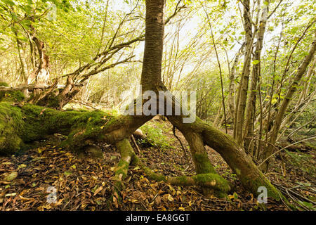 Ein wilder Kirschenbaum in th e Hurrikan des Jahres 1987 umgeweht hat neue Antenne Triebe aus den Wurzeln wachsen zu einem neuen Baum geschickt. Stockfoto