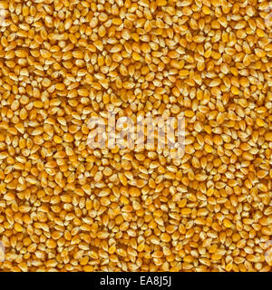 Gelber Mais Bohnen Hintergrund. Nahtloses aneinander Textur. Stockfoto