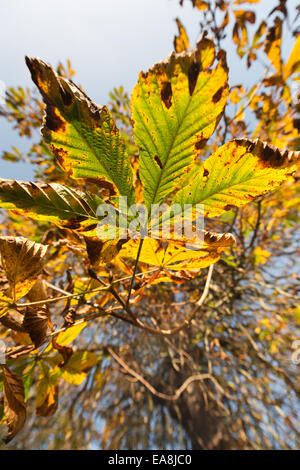 unregelmäßige braune Flecken abgewandelten Blatt Schaden auf Rosskastanie und Herbst herbstliche Farbwechsel der Blätter Kofferraum hinter Stockfoto