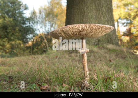 Parasol Pilz Pilze im Rasen Detail Fruchtkörper wachsen Stockfoto