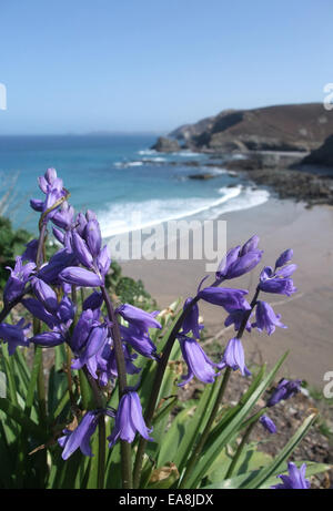 Nahaufnahme von Glockenblumen Hyacynthoides non-Scripta auf Klippe über dem Strand & Meer am Trevaunance Cove St Agnes Carrick Mitte Mais Stockfoto