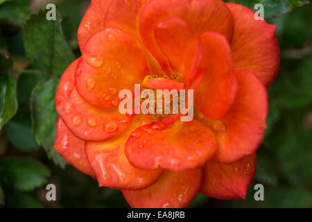 Eine orangefarbene rose Blume mit Tropfen Regen auf ihre Blütenblätter Stockfoto