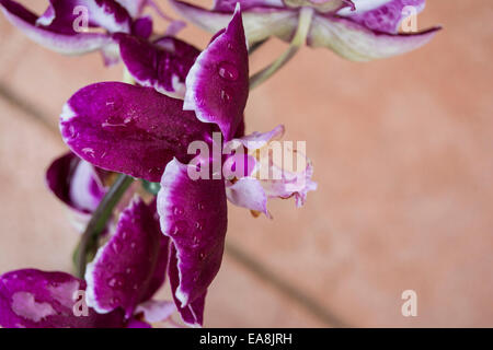 Draufsicht einer Orchidee mit Regen fällt auf Sie Stockfoto