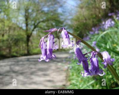 Nahaufnahme von Glockenblumen Hyacynthoides non-Scripta in Hecke Loveny Tal St Neot in der Nähe von Liskeard Caradon Südost Cornw wächst Stockfoto