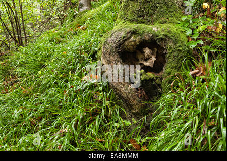 Reifen Sie blue Bell Holz am Ende der Saison vorbei an blühenden wo die hängenden Blätter in Trails vor Regen Wind gefegt wurden Stockfoto