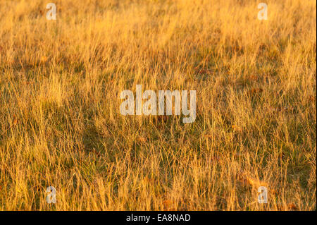 Masse der Samenköpfe Stiele Gras auf der Weide mit Tau gebadet im Morgengrauen Sonnenschein in hellen orange Wiese verwandelt Stockfoto