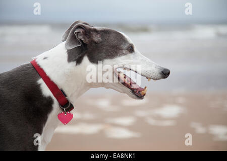 Windhund-Hund am Strand trägt ein Halsband und Tag. Nahaufnahme des Kopfes mit Strand und Meer im Hintergrund unscharf. Stockfoto