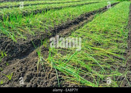Reihen von Zwiebel Grundstücke in einer Gemüse-farm Stockfoto