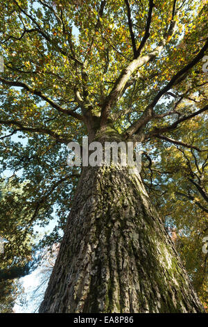 Herrliche hoch starke alte antike Moos und Algen bedeckt Stieleiche Baldachin gegen blauen Himmel Anfang Herbst nach oben schauen Stockfoto