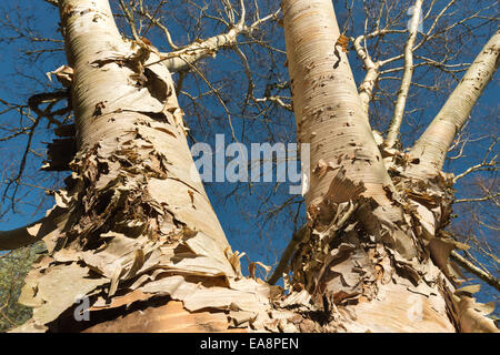 Hauchdünn schälen weiße schöne dünne Rinde der Birke Silber relative gegen blauen Himmel Stockfoto