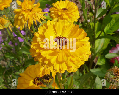 Leuchtend gelbe Calendula, Ringelblume oder Ringelblumeblume in einem Garten im Sommer Sonnenlicht genommen. Stockfoto