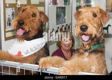 Earls Court, London, 9. November 2014. Doglovers, Züchter und Petcare Unternehmen aus ganz Großbritannien konvergieren im Earls Court Exhibition Centre für die 19. entdecken Hunde-Ausstellung, organisiert von der Kennel Club. Mehr als 200 Rassen sind auf der Messe vertreten, wo Veranstalter ändern möchten, öffentliche Wahrnehmung über die Hunde, sie wählen, so dass sie der Eigentümer Lebensstil, anstatt für ihr Aussehen gewählt wird. Bild: Zwei Airedale-Terrier beobachten die vorbeifahrenden Massen aus ihrer Feder. Bildnachweis: Paul Davey/Alamy Live-Nachrichten Stockfoto