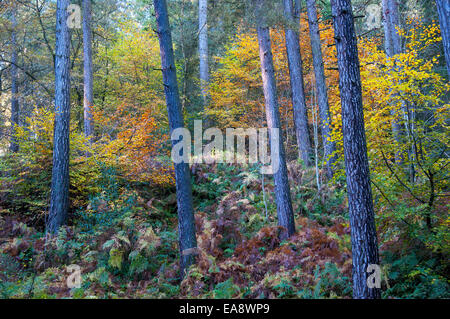 Herbstfärbung in einem Wald mit Kiefern und Buchenwäldern. Mischung von Farben. Bracken am Fuße der Bäume wachsen. Stockfoto