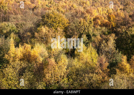 Blick über die Baumwipfel einen Wald voller lebendiger Herbstfärbung in Schattierungen von gelb und Orange. Stockfoto