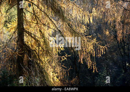 Lärche Äste mit gelben Herbst Farbe in der Sonne, im Gegensatz zu einem dunklen Schatten Hintergrund. Stockfoto