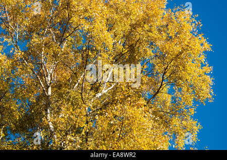 Lebendige Farbkontrast gelb Birke Blätter im Herbst vor einem tiefblauen Himmel. Stockfoto