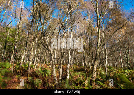 Birken Sie-Wald im Herbst. Gelbe Blätter gegen blauen Himmel kontrastieren. Farne auf Waldboden. Stockfoto