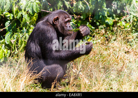 Ein Schimpanse im Heiligtum Schimpansen auf Ngamba Island im Lake Victoria, Uganda Stockfoto