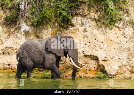 Einen afrikanischen Elefanten am Ufer der Hütte Kanal, Uganda Stockfoto