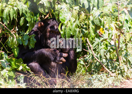 Ein Schimpanse im Heiligtum Schimpansen auf Ngamba Island im Lake Victoria, Uganda Stockfoto