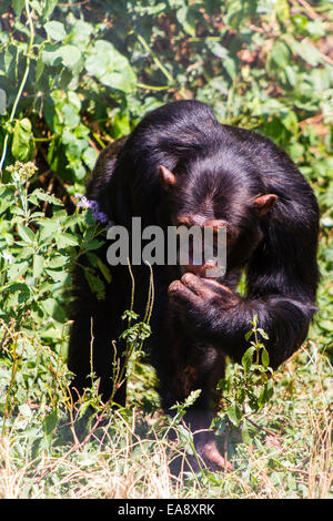 Ein Schimpanse im Heiligtum Schimpansen auf Ngamba Island im Lake Victoria, Uganda Stockfoto