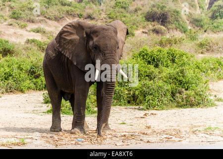 Einen afrikanischen Elefanten am Ufer der Hütte Kanal, Uganda Stockfoto