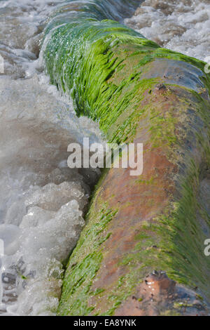 Toten Baumstamm bedeckt mit Moos und Algen am Strand. Toskana, Italien. Stockfoto