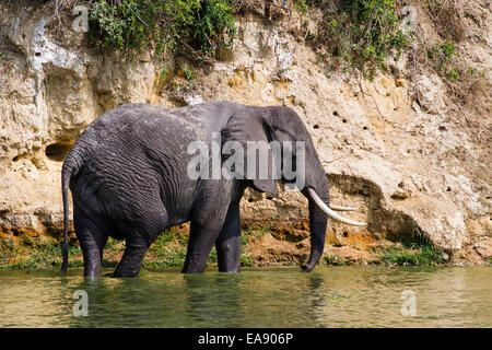 Einen afrikanischen Elefanten am Ufer der Hütte Kanal, Uganda Stockfoto