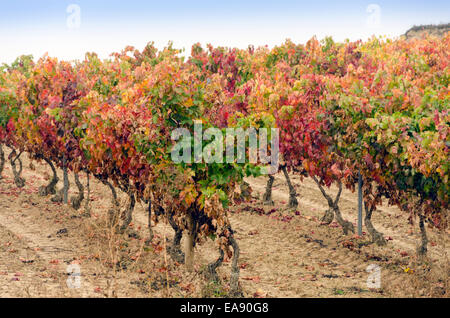 Weinberge im Herbst nach der Ernte. La Rioja, Spanien Stockfoto