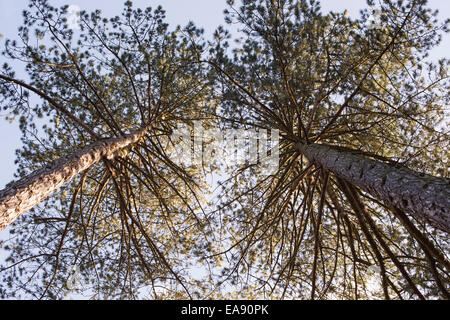 Blick hinauf zu den Baumkronen des Pinus Nigra Laricio. Korsische Kieferrinde Stockfoto