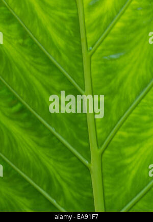 Nahaufnahme des grünen Palmwedel hinterleuchtet. Stockfoto