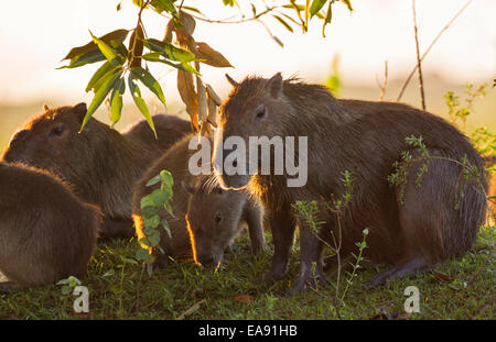 Hinterleuchtete Capybara Familie (Hydrochoerus Hydrochaeris) Fütterung früh in den Morgen, Los Ilanos del Orinoco, Venezuela. Stockfoto