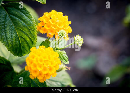 Gelbe Blume Nahaufnahme Makro grüne Sonne Stockfoto