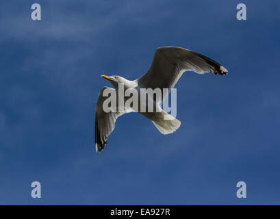 Möwe im Flug gegen blauen Himmel Stockfoto