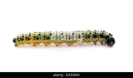 Raupe des großen Kohl weiss Pieris Brassicae Schmetterling auf weiß Stockfoto