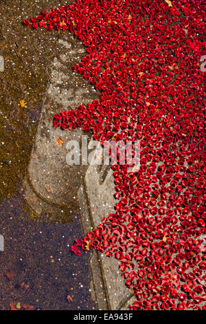 London, UK, 9. November 2014, Remembrance Sunday Mohn Anzeige auf den Tower of London. Wie die Sonne am Nachmittag am Remembrance Day Sonntag kommt, wächst die Menge der Besucher schnell. Nach den letzten schweren Regen, den Tower of London spiegelt sich in Pfützen innerhalb der Mohn Anzeige von Keramik-Künstler Paul Cummins, featuring 888246 Keramik Mohnblumen zu britischen militärischen Todesfälle in beiden Weltkriegen erinnern. Bildnachweis: Imageplotter Travel Photography/Alamy Live-Nachrichten Stockfoto