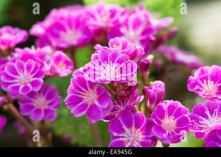 Lewisia Cotyledon 'Regenbogen' Blumen. Stockfoto