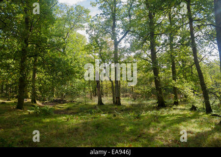 Ein Wald mit Sonne durch die Bäume in der Nähe der Ufer von Loch Lomond, Schottland. Stockfoto