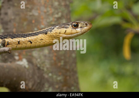 Östlichen Strumpfband-Schlange, Thamnophis Sirtalis Sirtalis, ursprünglich aus östlichen Nordamerika Stockfoto