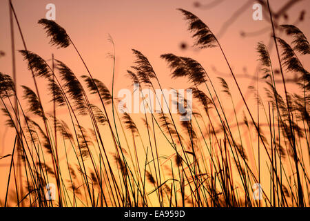 Sonnenuntergang-Szene durch gemeinsame Schilf Phragmites, Phragmites Australis, an der malerischen Chesapeake Bay in der Nähe von Annapolis, Maryland, USA. Stockfoto