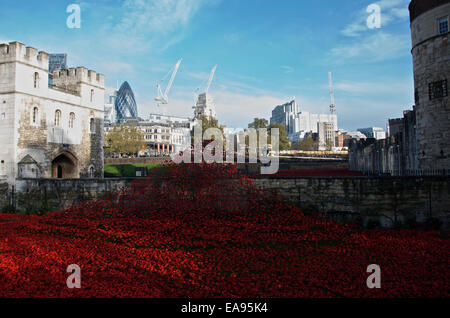 Kundenansturm am Morgen des Gedenkens Sonntag, 9. November 2014 in den Tower of London, die Mohnblumen im Graben zu sehen. Blut Mehrfrequenzdarstellung Länder und Meere von rot, die erinnert an die Hundertjahrfeier des Beginns des 1. Weltkrieges im Jahre 1914 mit dem Titel Kunst-Instillation hat Millionen von Besuchern angezogen. Stockfoto