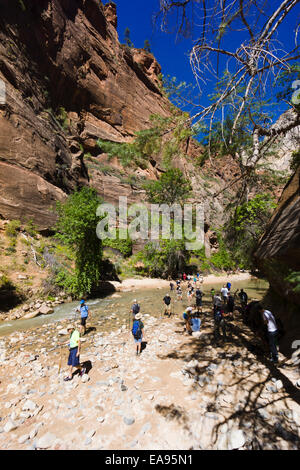 Beginn des Virgin River Narrows. Zion Nationalpark, Utah, USA. Stockfoto