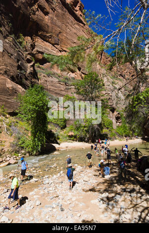 Beginn des Virgin River Narrows. Zion Nationalpark, Utah, USA. Stockfoto