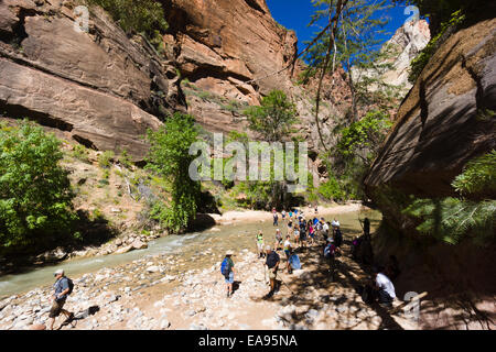 Beginn des Virgin River Narrows. Zion Nationalpark, Utah, USA. Stockfoto