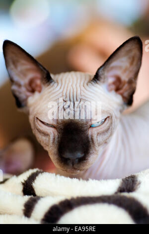 Tiere: Sphynx Katzen, Augen geschlossen, Nahaufnahme, der Hintergrund jedoch unscharf Stockfoto