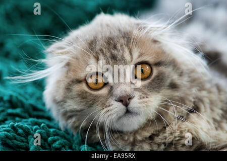 Tiere: Scottish Fold Kätzchen, Blick in die Kamera, close-up erschossen, Hintergrund unscharf Stockfoto