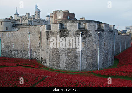 Ein Teil der Mohn in den Graben an der Tower of London am Morgen des Gedenkens Sonntag, 9. November 2014. Blut Mehrfrequenzdarstellung Länder und Meere von rot, die erinnert an die Hundertjahrfeier des Beginns des 1. Weltkrieges im Jahre 1914 mit dem Titel Kunst-Instillation hat Millionen von Besuchern angezogen. Stockfoto